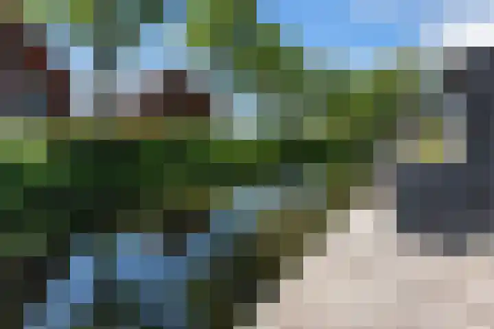 Schildmos 44 Alblasserdam thumbnail 43