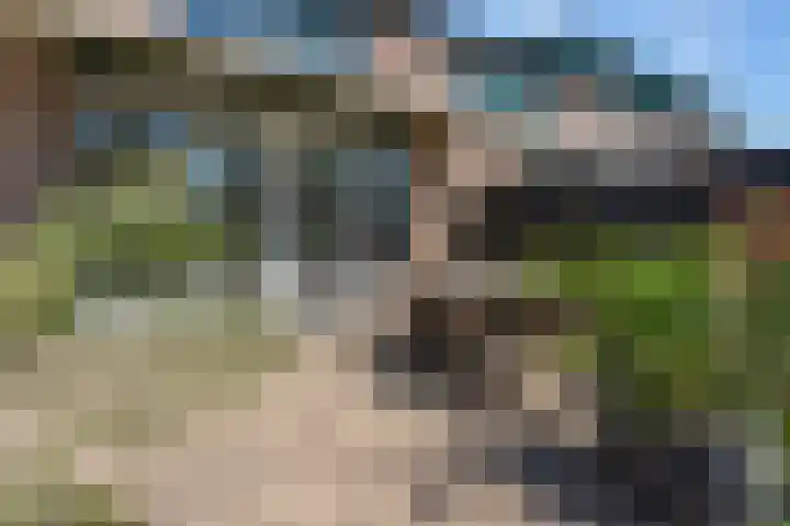 Schildmos 44 Alblasserdam thumbnail 45