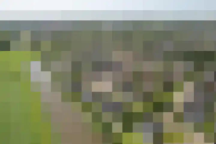 Schoener 29 Franeker thumbnail 5