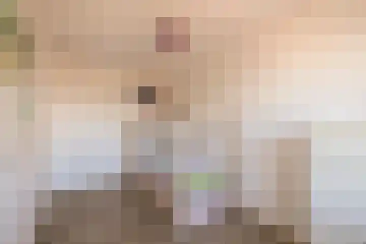 Schokker 16 Brielle thumbnail 37