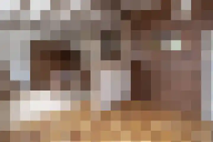Scholekster 28 Eemnes thumbnail 11