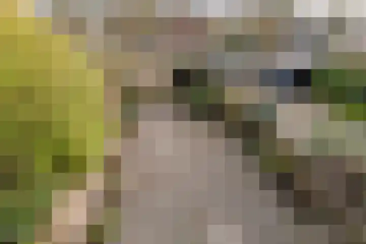 Scholekster 28 Eemnes thumbnail 33