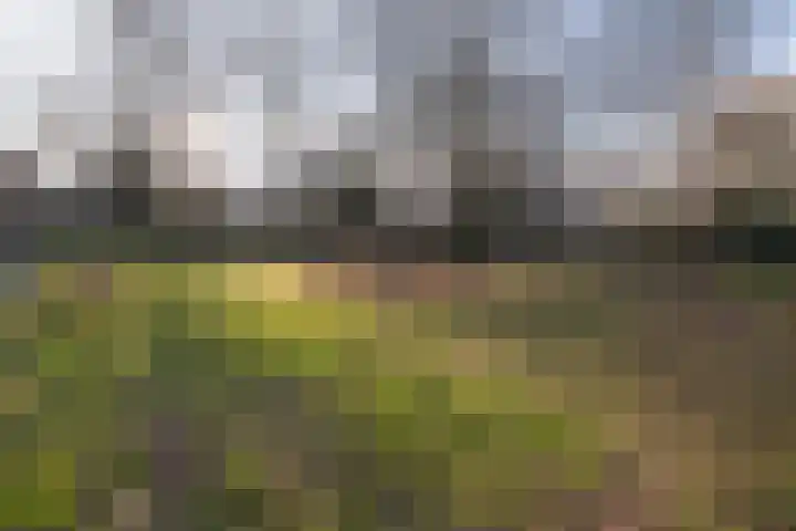 Scholekster 28 Eemnes thumbnail 44