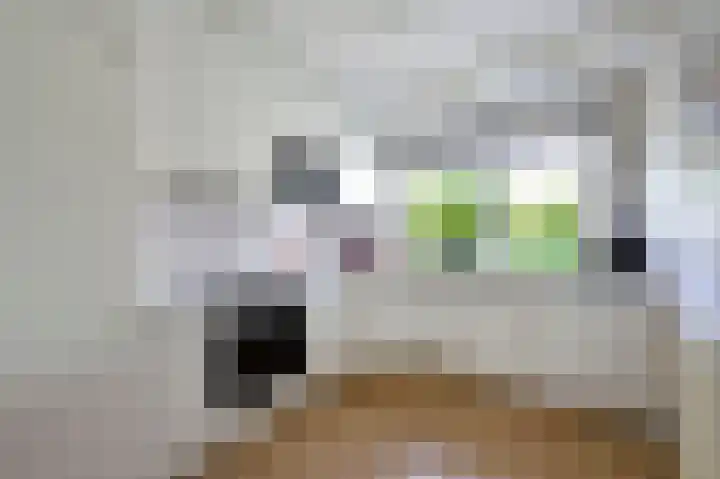 Scholekster 7 Kockengen thumbnail 10
