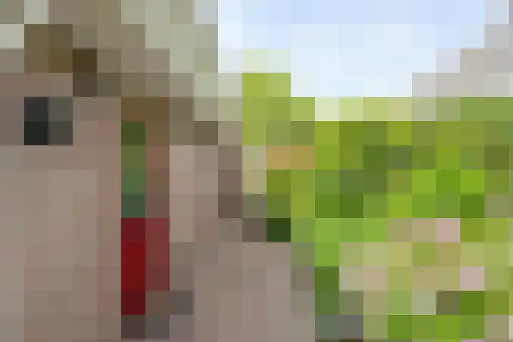 Scholtieskamp 7 Ruinerwold thumbnail 34