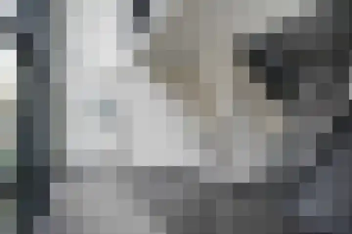 Schoolstraat 159 Tilburg thumbnail 31