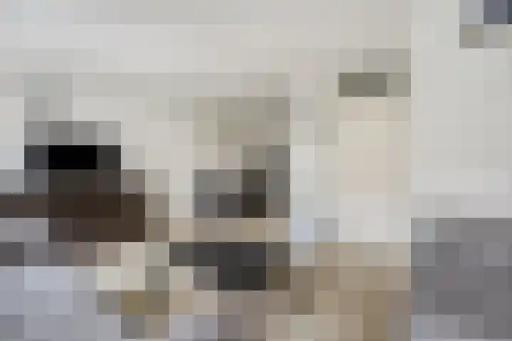 Schorpioen 13 Katwijk thumbnail 10