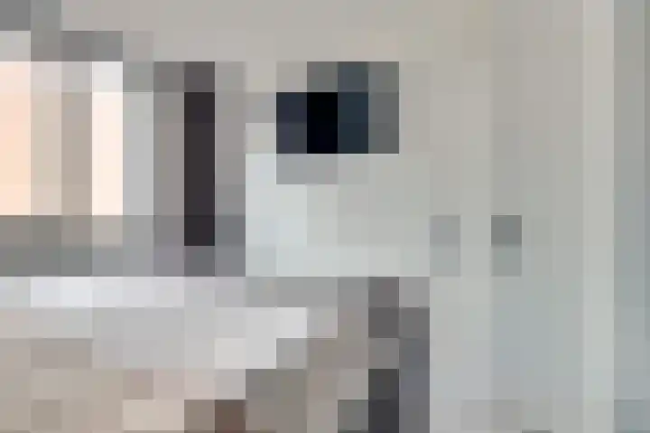 Schorpioen 15 Katwijk thumbnail 24