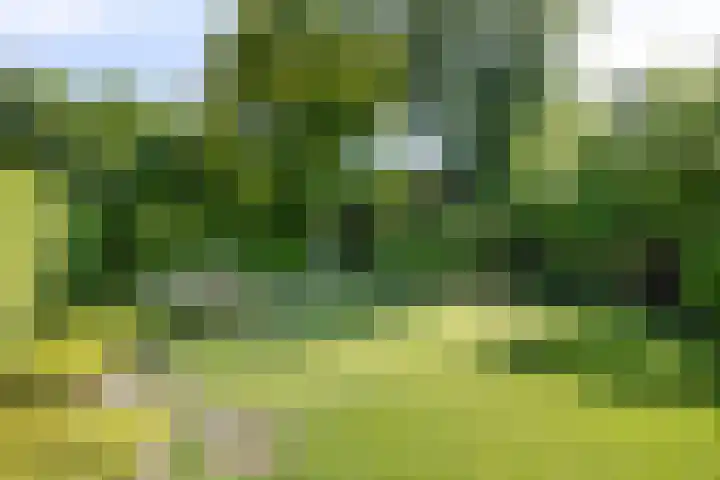 Schouman 3 Monster thumbnail 21