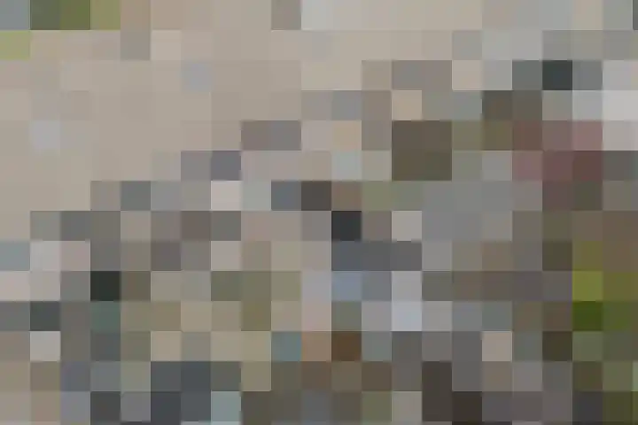 Schouw 18 Lemmer thumbnail 20