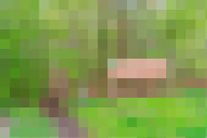 Schouwberg 2 Hapert thumbnail 61