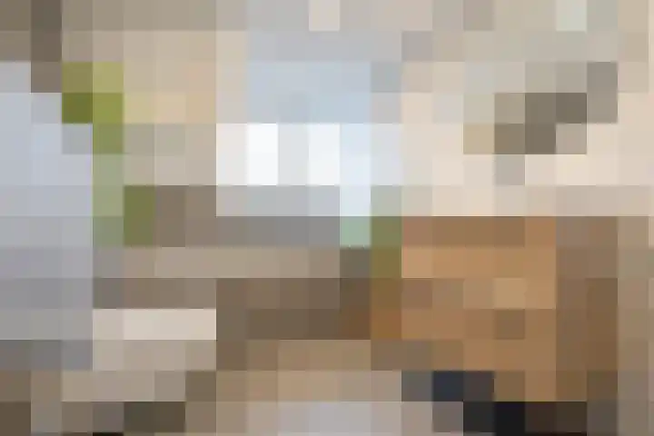 Schulpstet 4 Castricum thumbnail 26