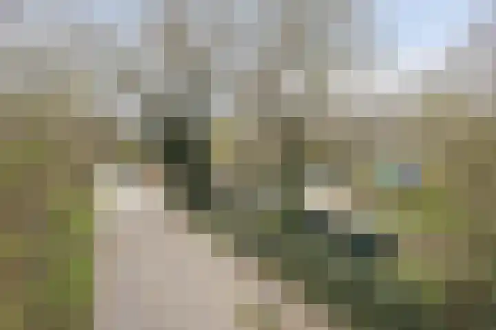 Schulpweg 251 Rotterdam thumbnail 32