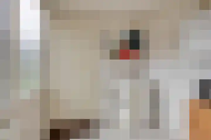 Schutsweg 4 Zuidlaren thumbnail 19