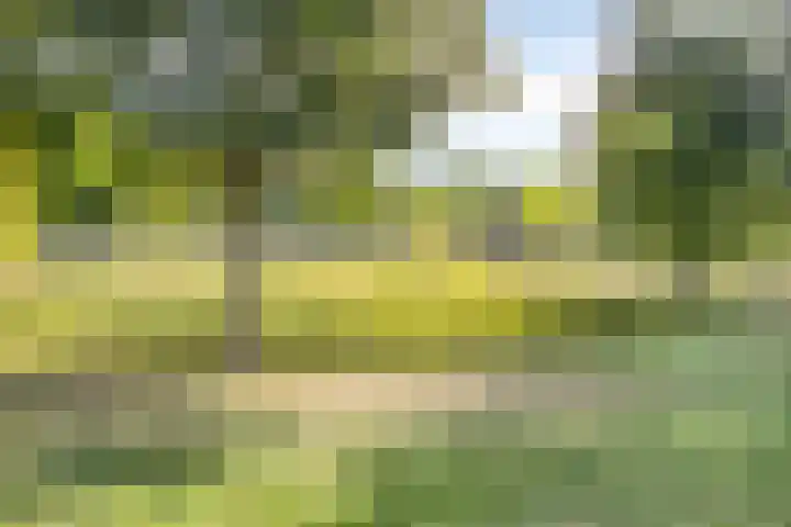 Schutteheide 1 284 Heel thumbnail 52