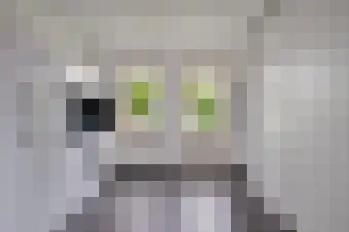 Schutter 23 Asten thumbnail 11