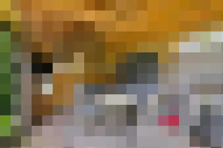Schutter 23 Asten thumbnail 26