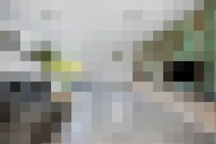 Schutterijveld 9 Sprundel thumbnail 9