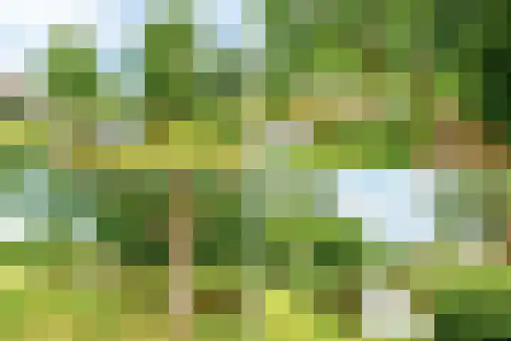 Selde Rust 27 33 Amstelveen thumbnail 34