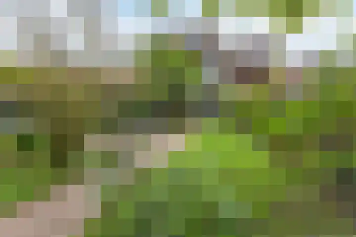 Sering 52 Cuijk thumbnail 50