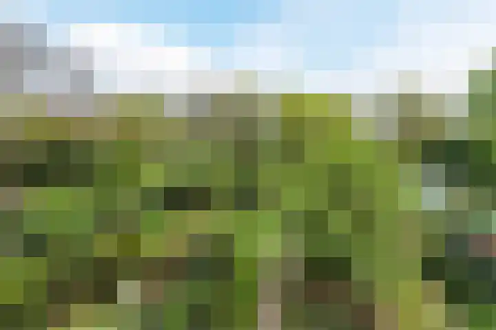 Sering 52 Cuijk thumbnail 52