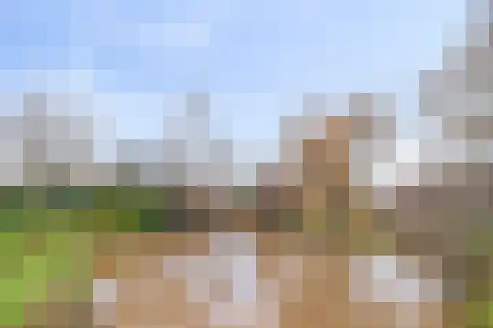 Seringelaar 7 Veghel thumbnail 59