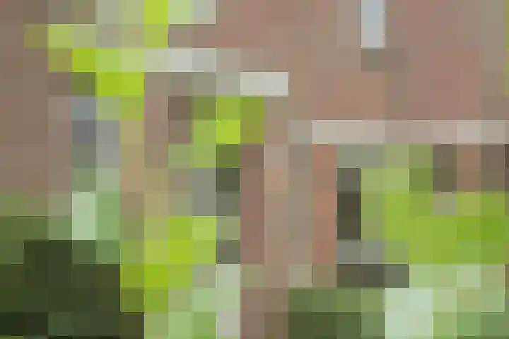 Sibrandaheerd 33 Groningen thumbnail 26