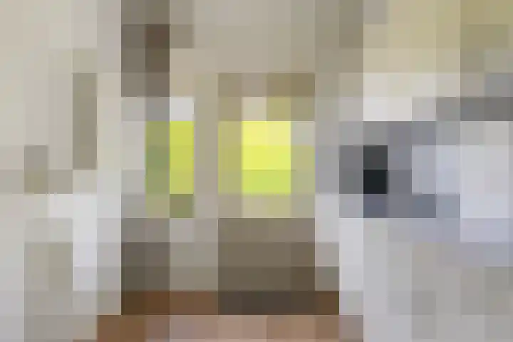 Sillân 87 Britsum thumbnail 18