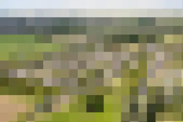 Sillân 87 Britsum thumbnail 42