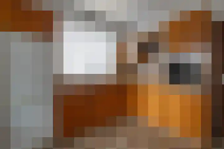 Sint Augustinusstraat 8 Elsloo thumbnail 10