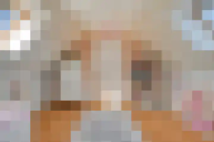 Sint Jansbloem 51 Gemert thumbnail 31