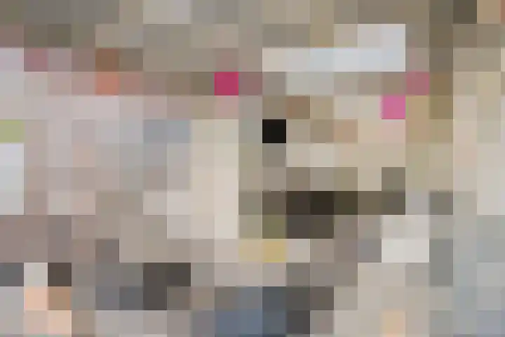 Sint Jansbloem 51 Gemert thumbnail 39