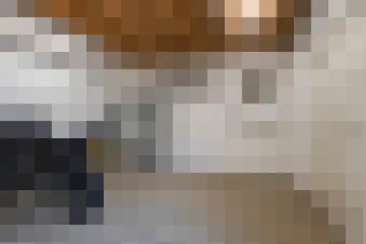 Sixmastins 2 Stiens thumbnail 20