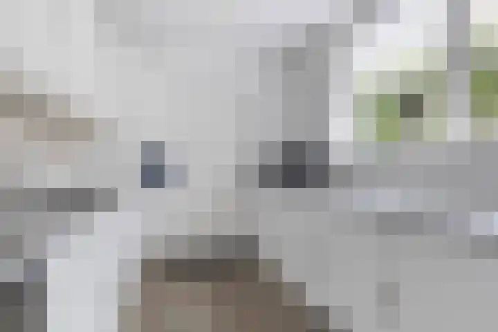 Sixmastins 2 Stiens thumbnail 33