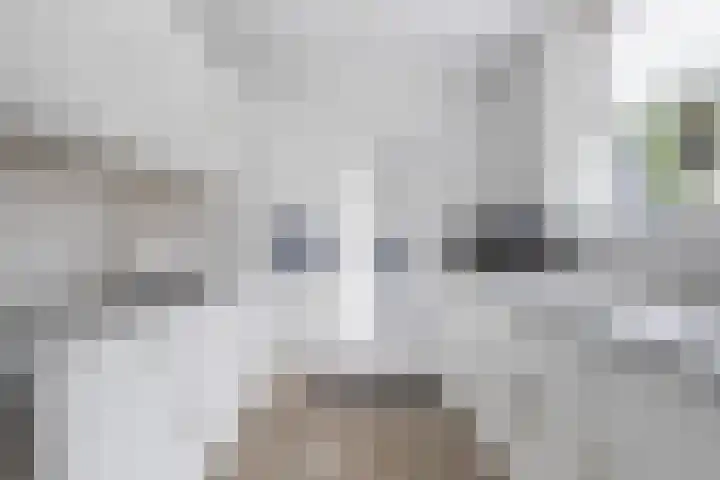 Sixmastins 2 Stiens thumbnail 35