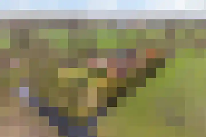 Skeane Heawei 18 Oudega thumbnail 74
