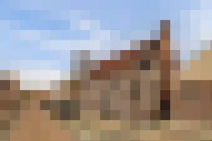 Skilpaed 31 Dronryp