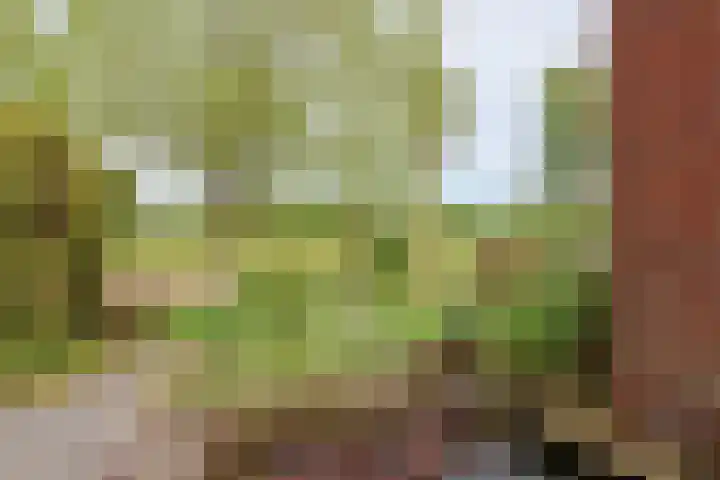 Skoalledyk 34 Hempens thumbnail 11