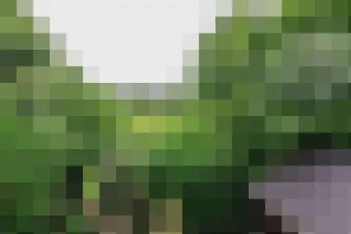 Skoalledyk 34 Hempens thumbnail 59