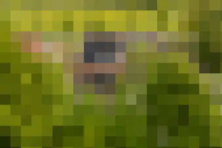 Skoalledyk 34 Hempens thumbnail 66