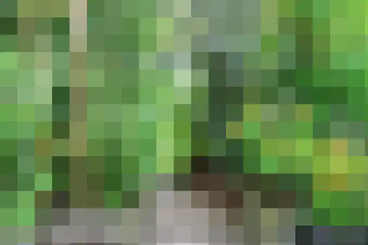 Skoalledyk 34 Hempens thumbnail 8