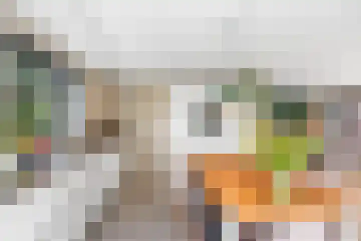 Skûtsje 41 Gorredijk thumbnail 16