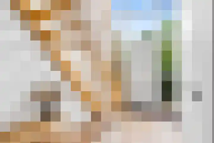 Skûtsje 41 Gorredijk thumbnail 9