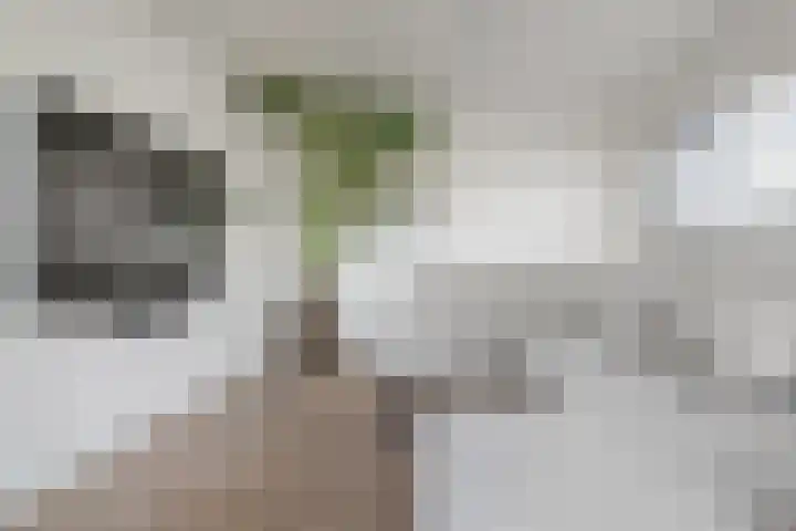 Skûtsje 64 Gorredijk thumbnail 37