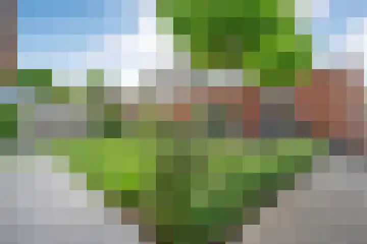 Slagerswerf 6 Dedemsvaart thumbnail 56