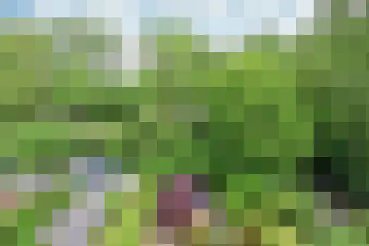 Slangekruid 45 Huizen thumbnail 19