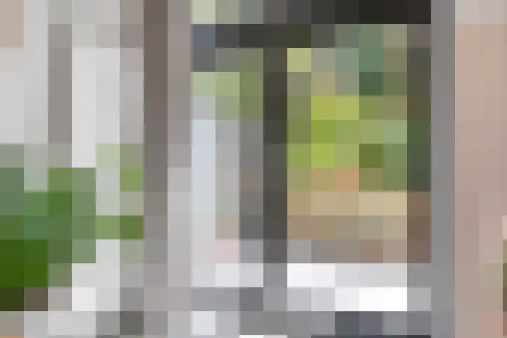 Slangekruid 78 in Monster