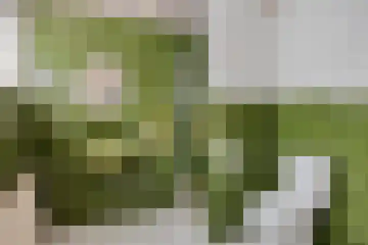 Sleedoorn 14 Geldrop thumbnail 50