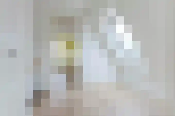 Sleedoorn 7 Heiloo thumbnail 22