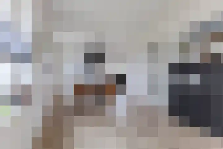 Sleedoorn 7 Heiloo thumbnail 6